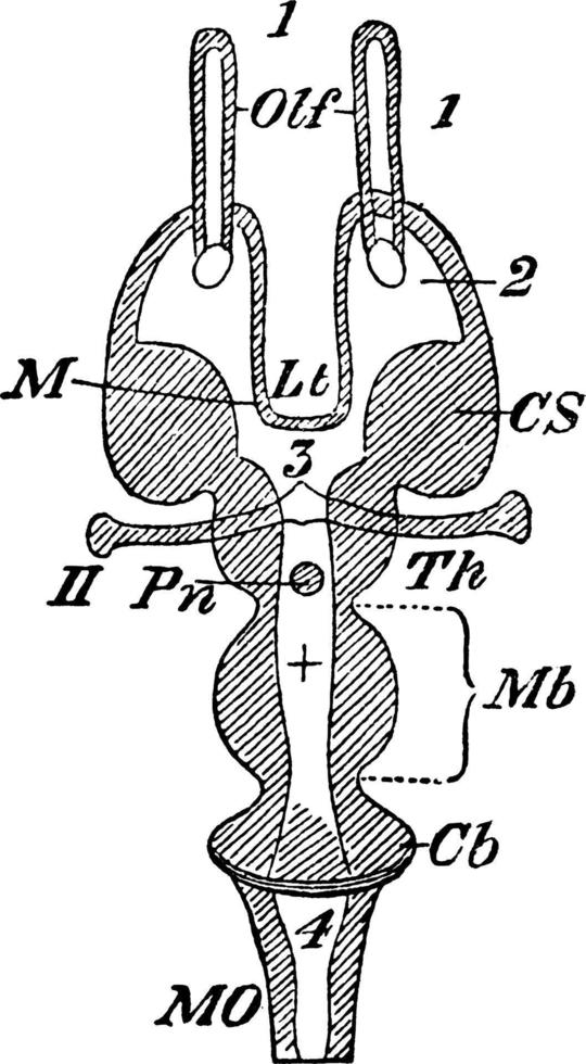 encéphale, illustration vintage. vecteur