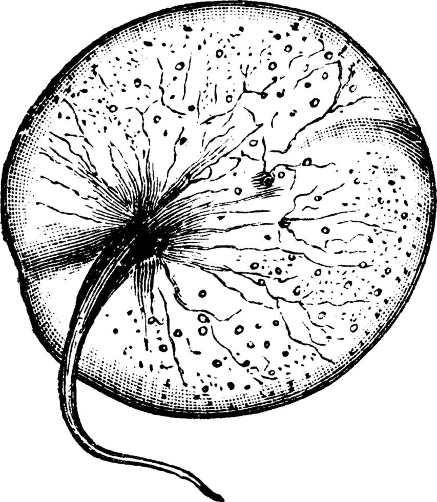 noctilucales, illustration vintage. vecteur