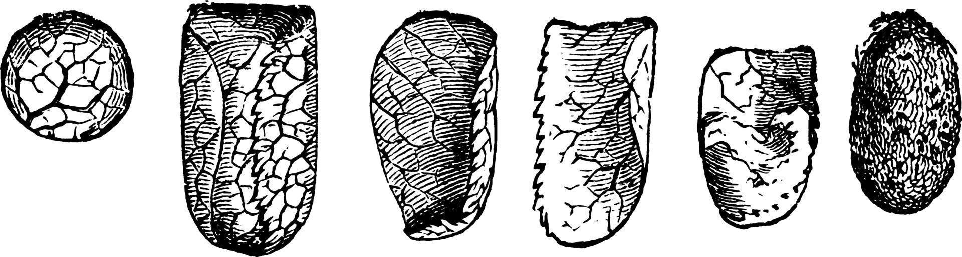 abeille coupeuse de feuilles ou mégachile, illustration vintage. vecteur