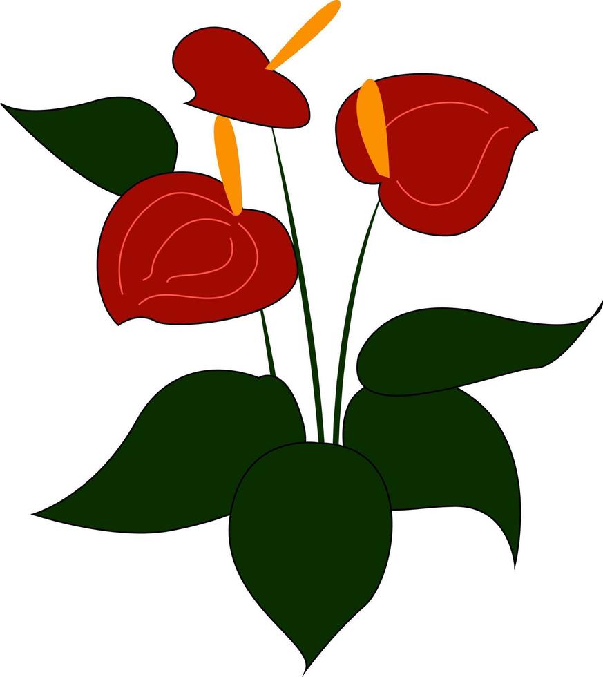 Anthurium rouge, illustration, vecteur sur fond blanc.