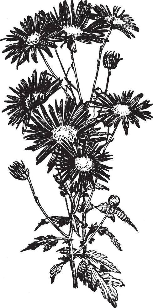 type unique d'illustration vintage de chrysanthème. vecteur