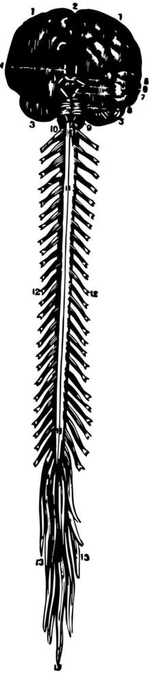 cerveau et moelle épinière, illustration vintage vecteur