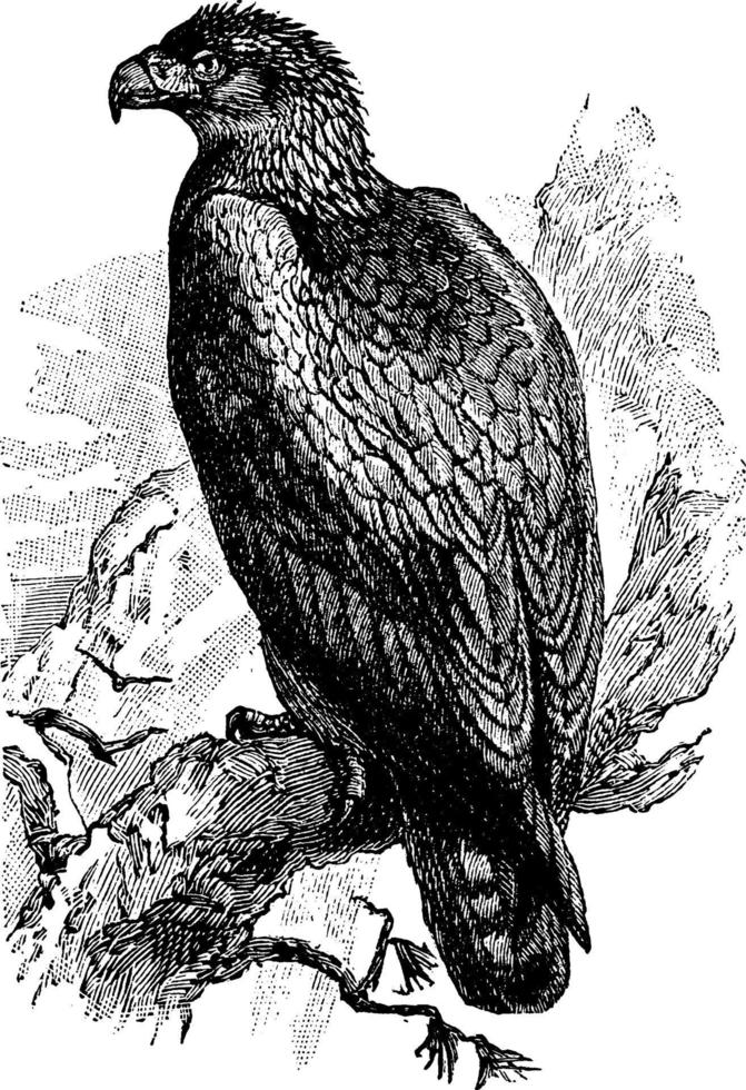 aigle royal, illustration vintage. vecteur