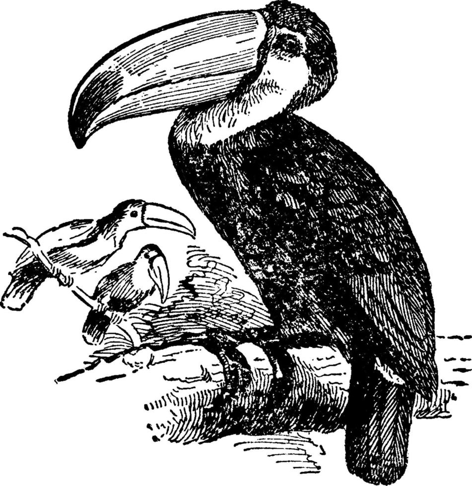 toucan ou rhamphastos, illustration vintage. vecteur