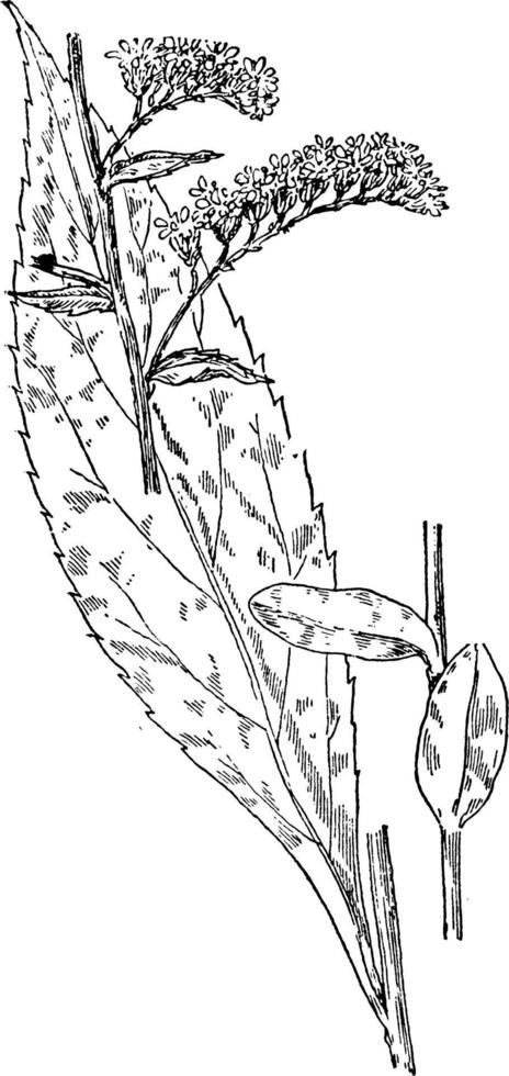 illustration vintage de tige d'or à feuilles pointues. vecteur