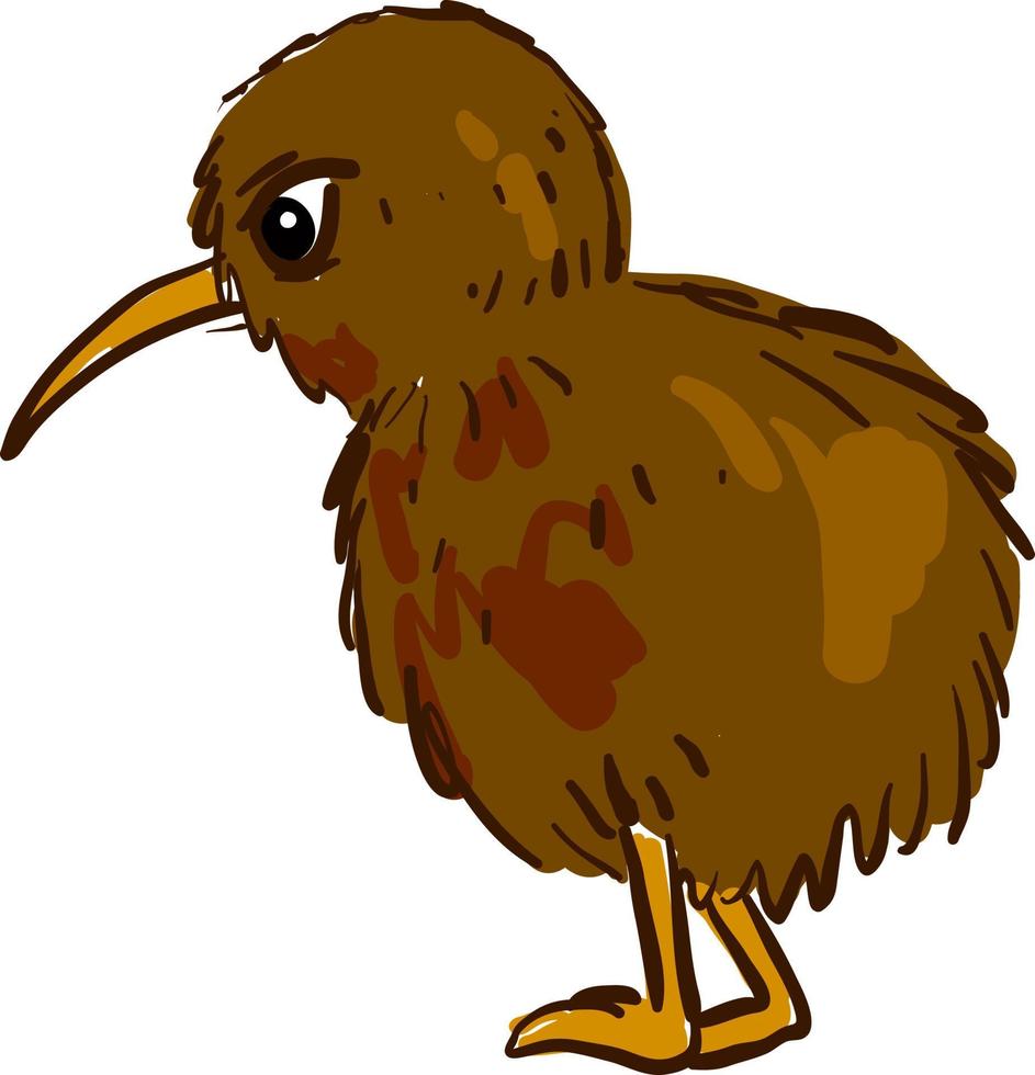 oiseau kiwi, illustration, vecteur sur fond blanc.
