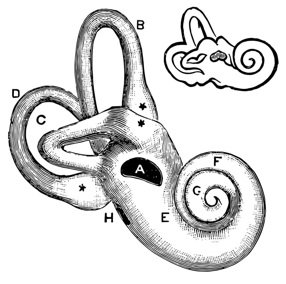 oreille, illustration vintage. vecteur