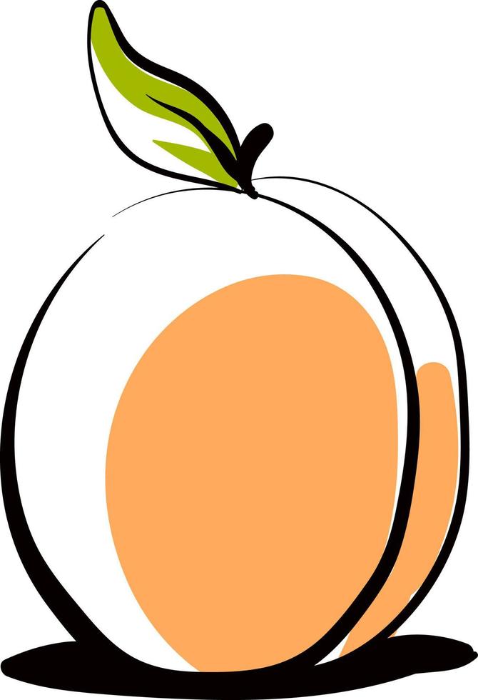 dessin d'abricot, illustration, vecteur sur fond blanc.