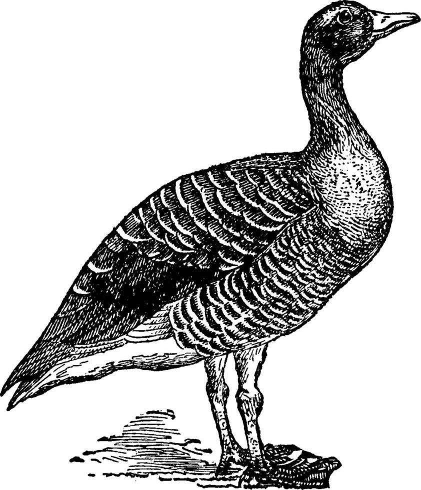 oie sauvage ou oiseaux natoriaux, illustration vintage. vecteur