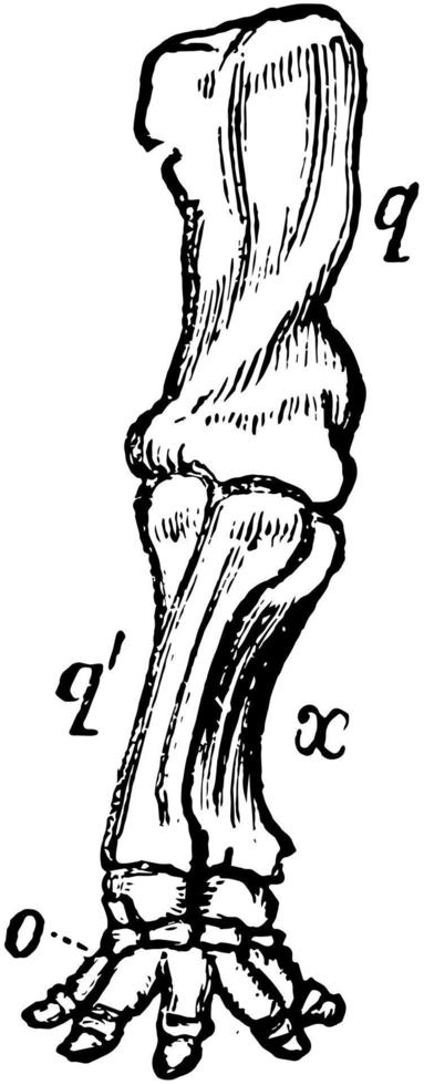 extrémité antérieure de l'éléphant, illustration vintage. vecteur