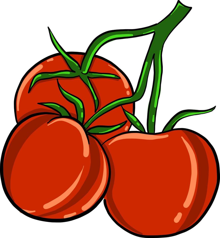 Tomates cerises, illustration, vecteur sur fond blanc