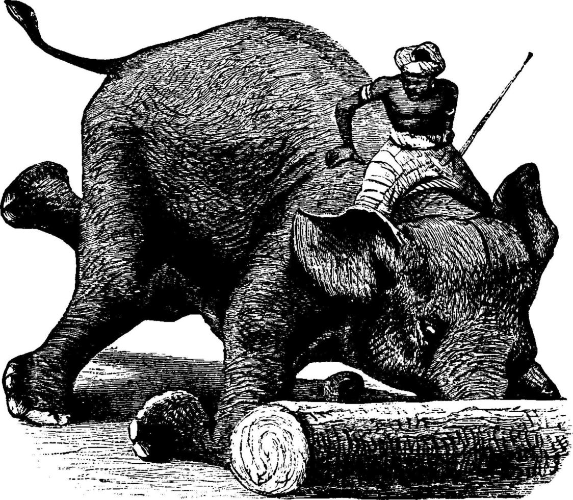 éléphant, illustration vintage vecteur