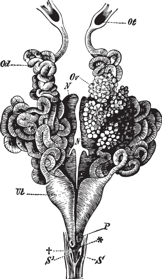 organes génitaux femelles de grenouille comestible, illustration vintage vecteur