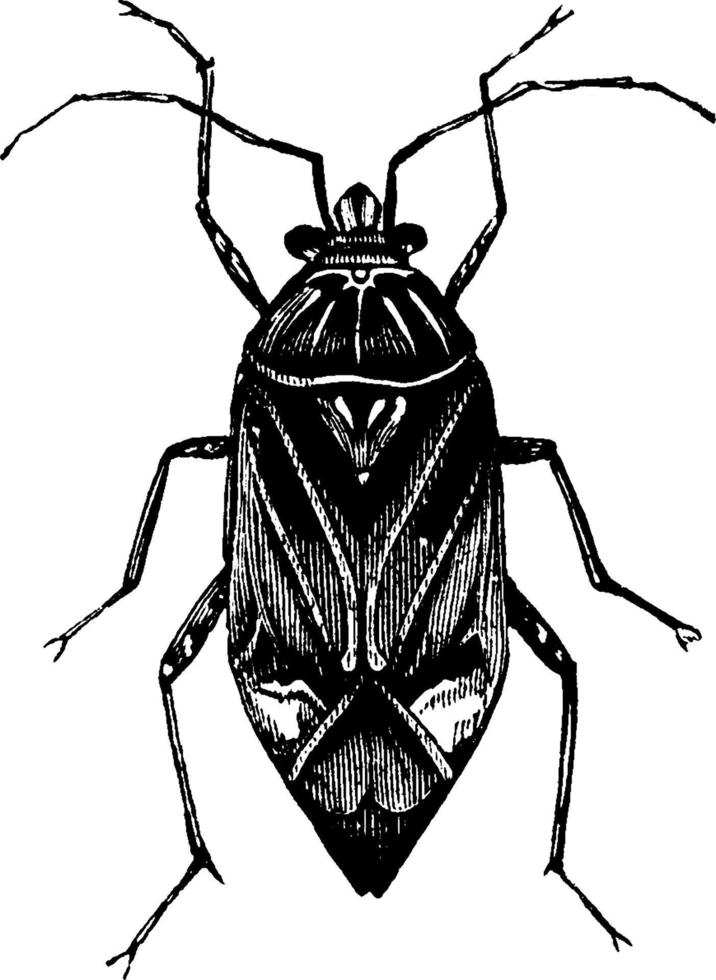 phytocoris, illustration vintage. vecteur