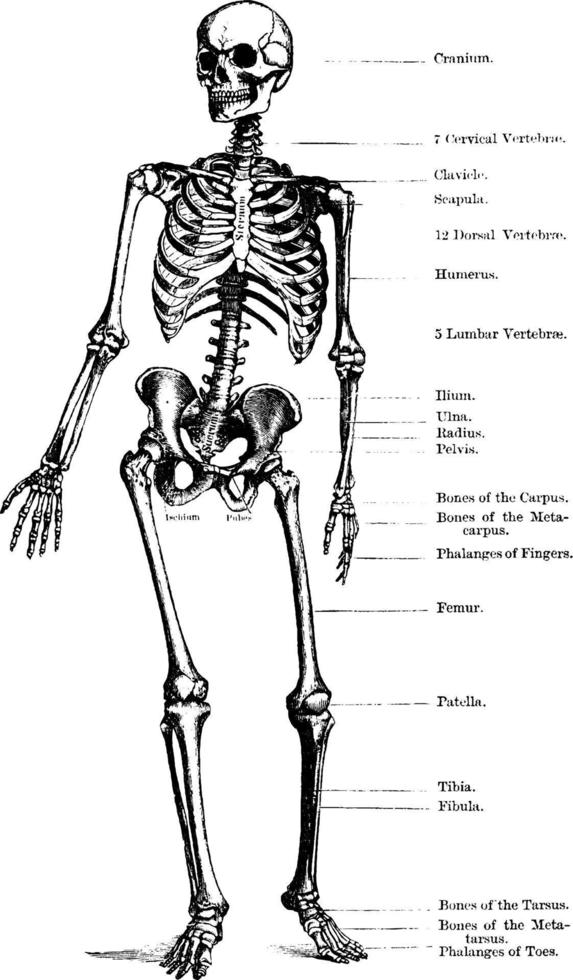 squelette humain, illustration vintage vecteur