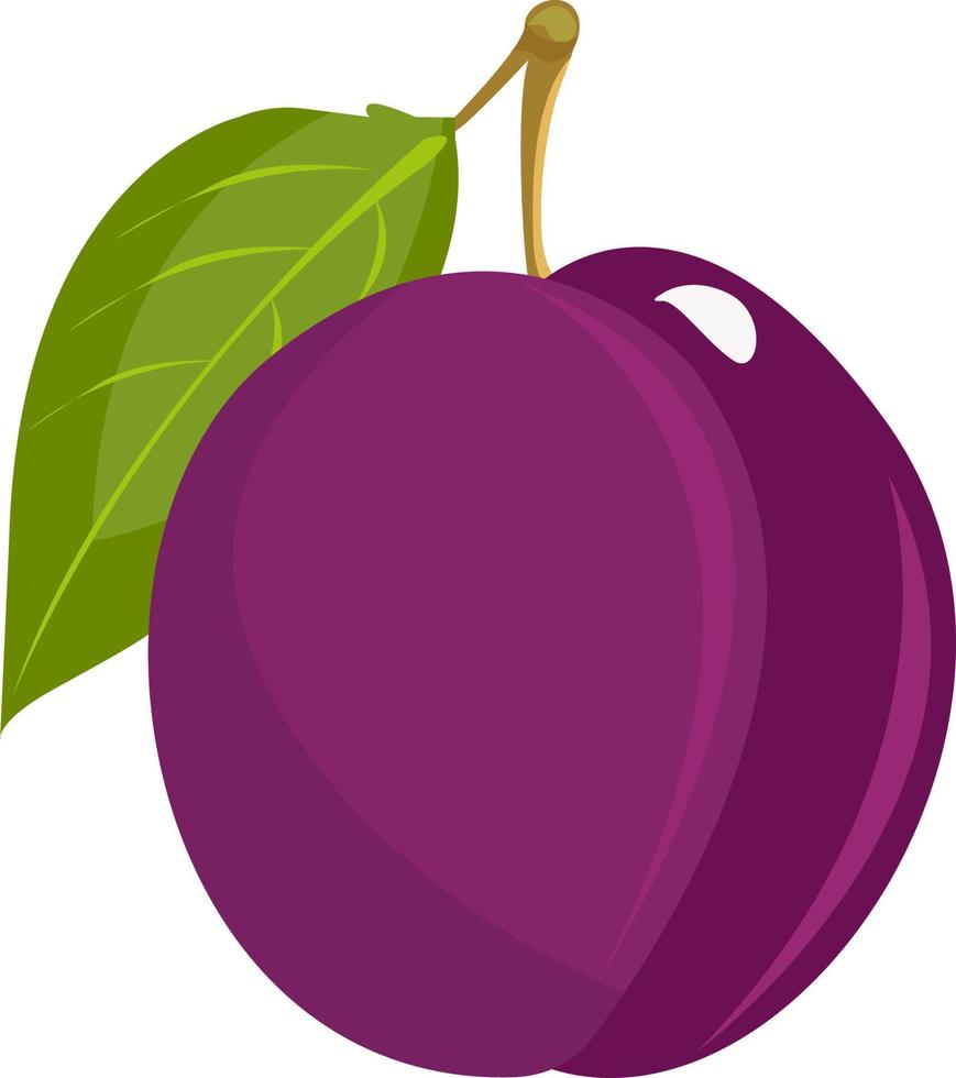 Prune violette, illustration, vecteur sur fond blanc.