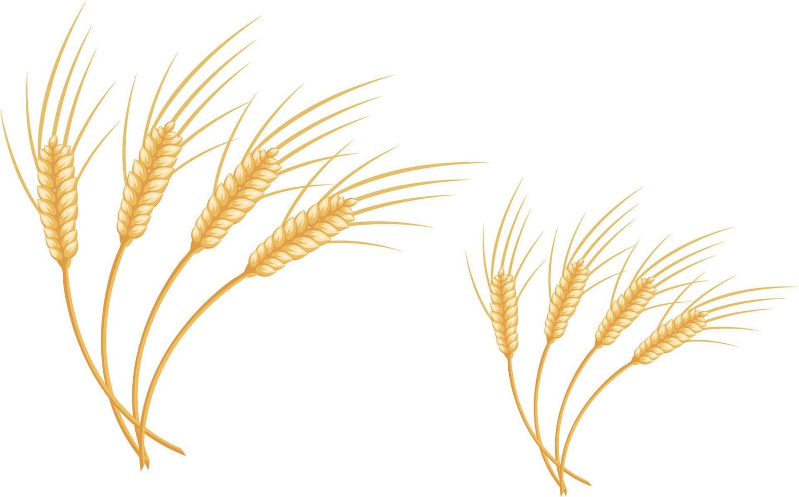 blé sec, illustration, vecteur sur fond blanc.