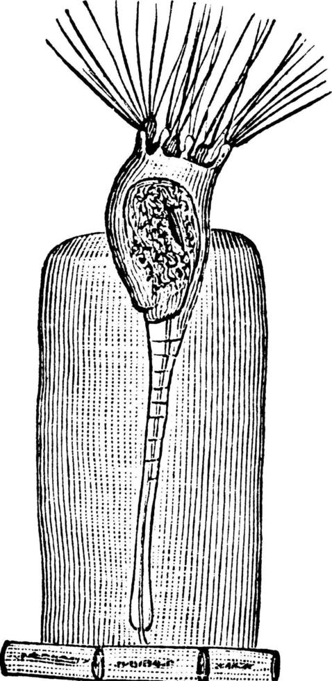 rotifère, illustration vintage. vecteur