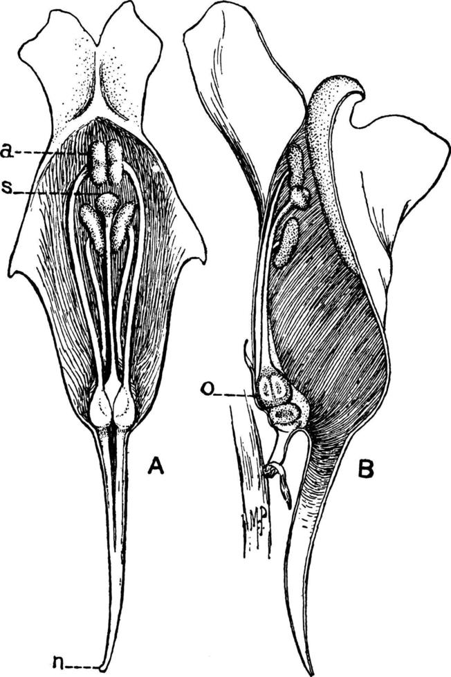 image, représenter, différentes, sections, crapaud, lin, fleur, linaria, illustration vintage vulgaris. vecteur