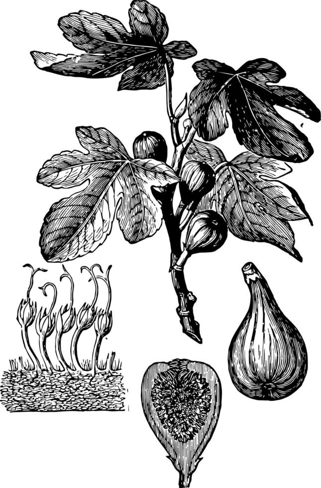 fleurs de figues et illustration vintage de fruits. vecteur