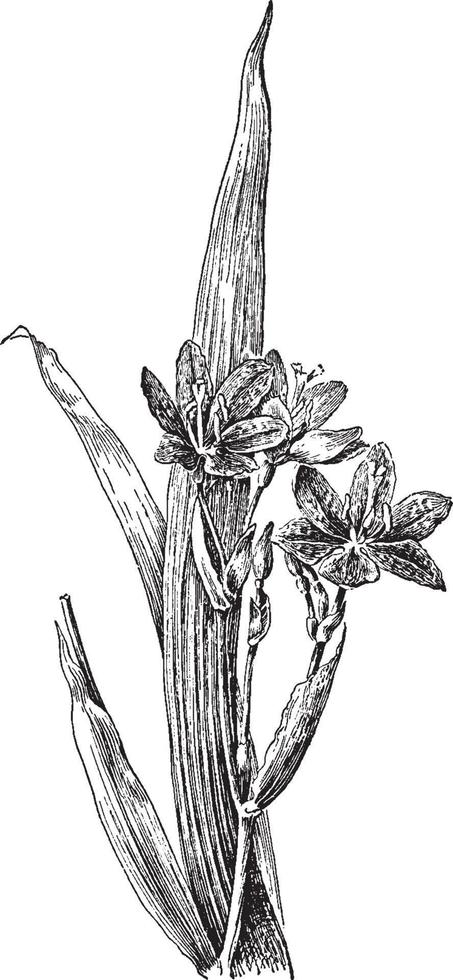 illustration vintage de belamcanda chinensis. vecteur