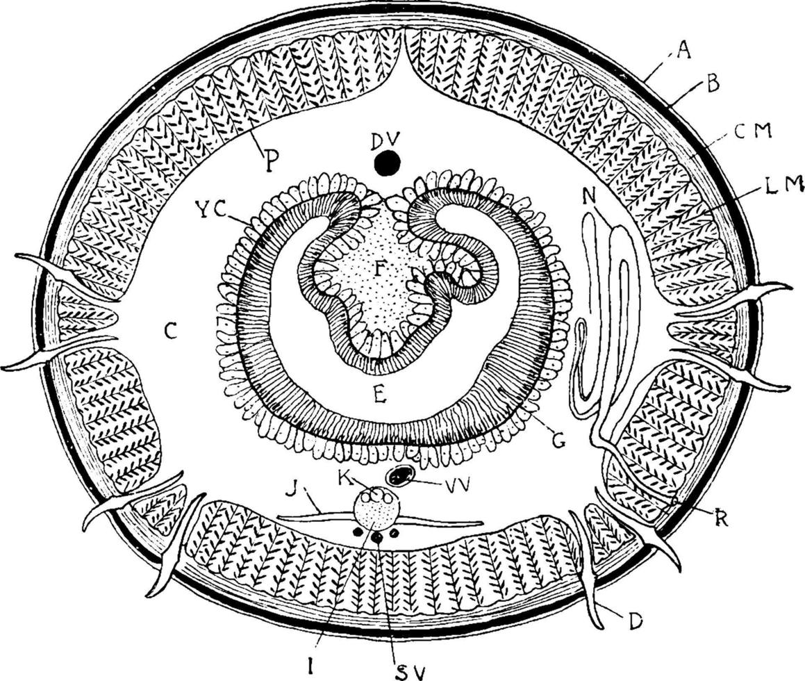 section transversale du ver de terre ver de terre, illustration vintage. vecteur