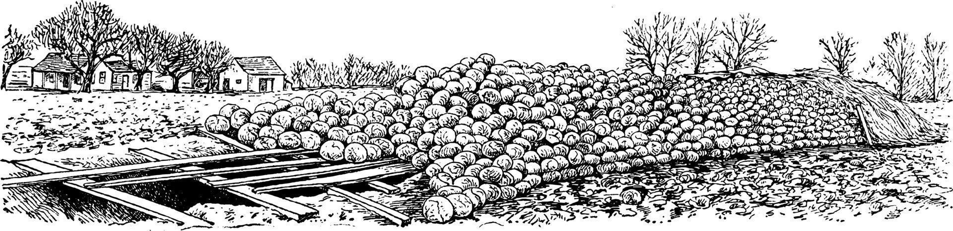 méthode de stockage du chou, illustration vintage. vecteur