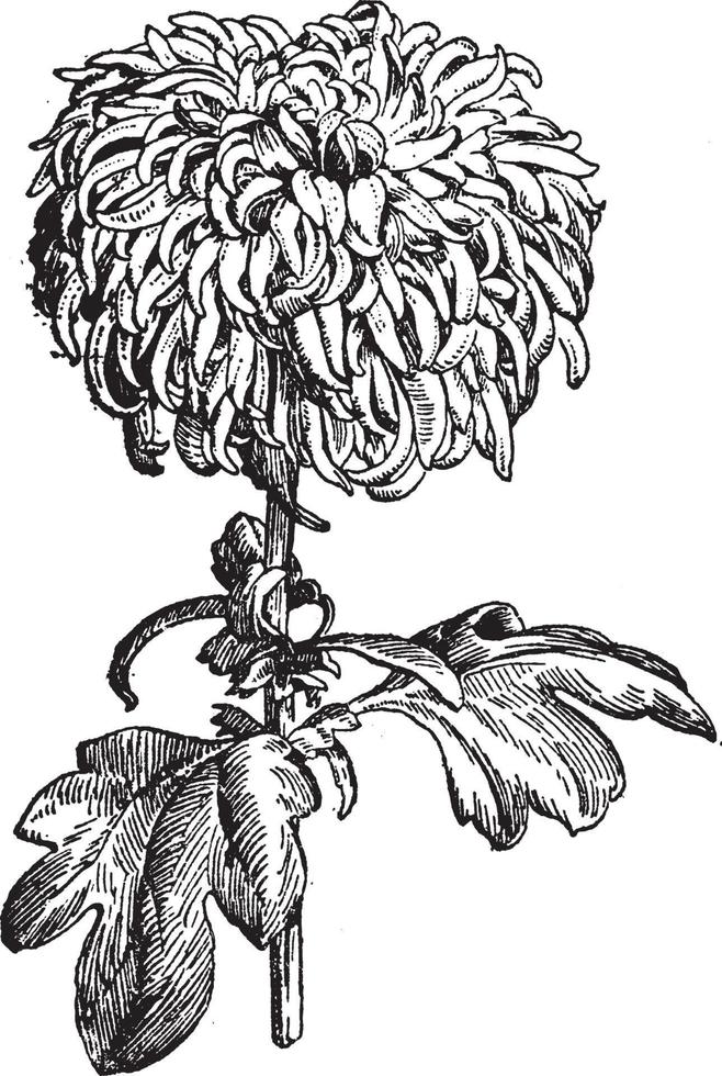 type réfléchi d'illustration vintage de chrysanthème. vecteur