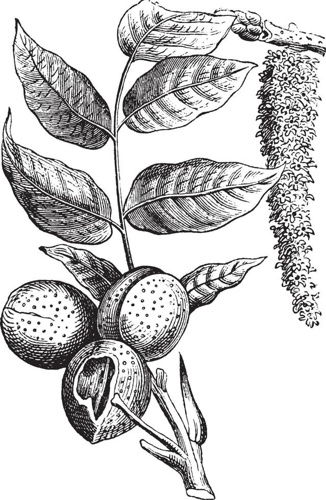 illustration vintage de noix. vecteur