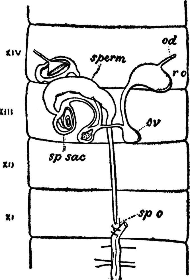 système reproducteur femelle vers de terre, illustration vintage. vecteur