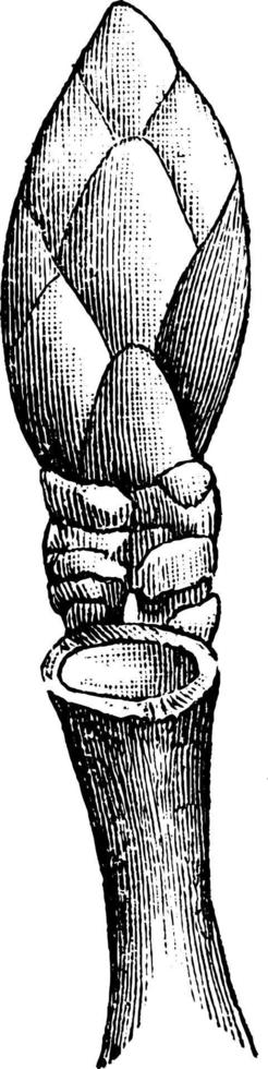 illustration vintage de bourgeon de marronnier d'Inde. vecteur