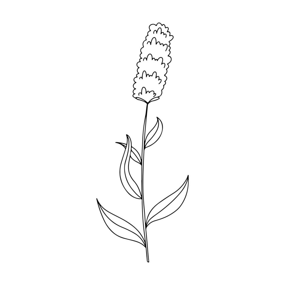 illustration vectorielle dessinée à la main de fleurs sauvages de prairie en fleurs. poligomun bistorta dans le style doodle. élément de conception de logo pour cartes de voeux, invitations. vecteur