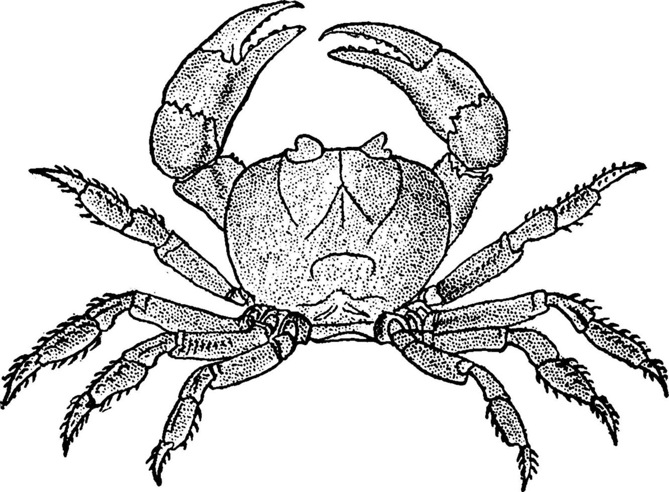crabe terrestre, illustration vintage. vecteur