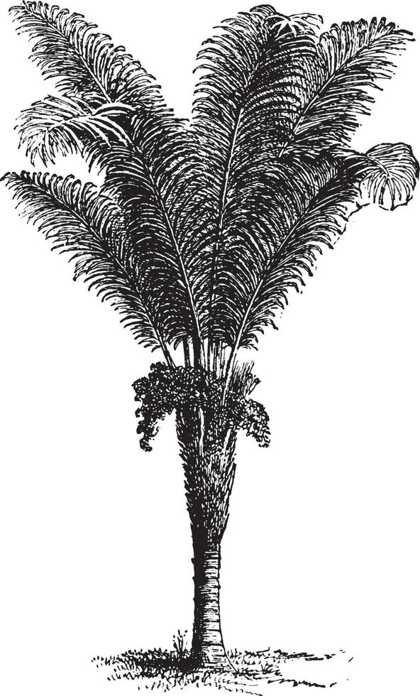 illustration vintage de palmier raphia. vecteur