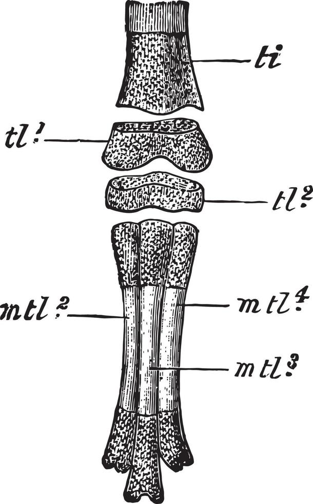 pied d'embryon de pigeon biset, illustration vintage vecteur