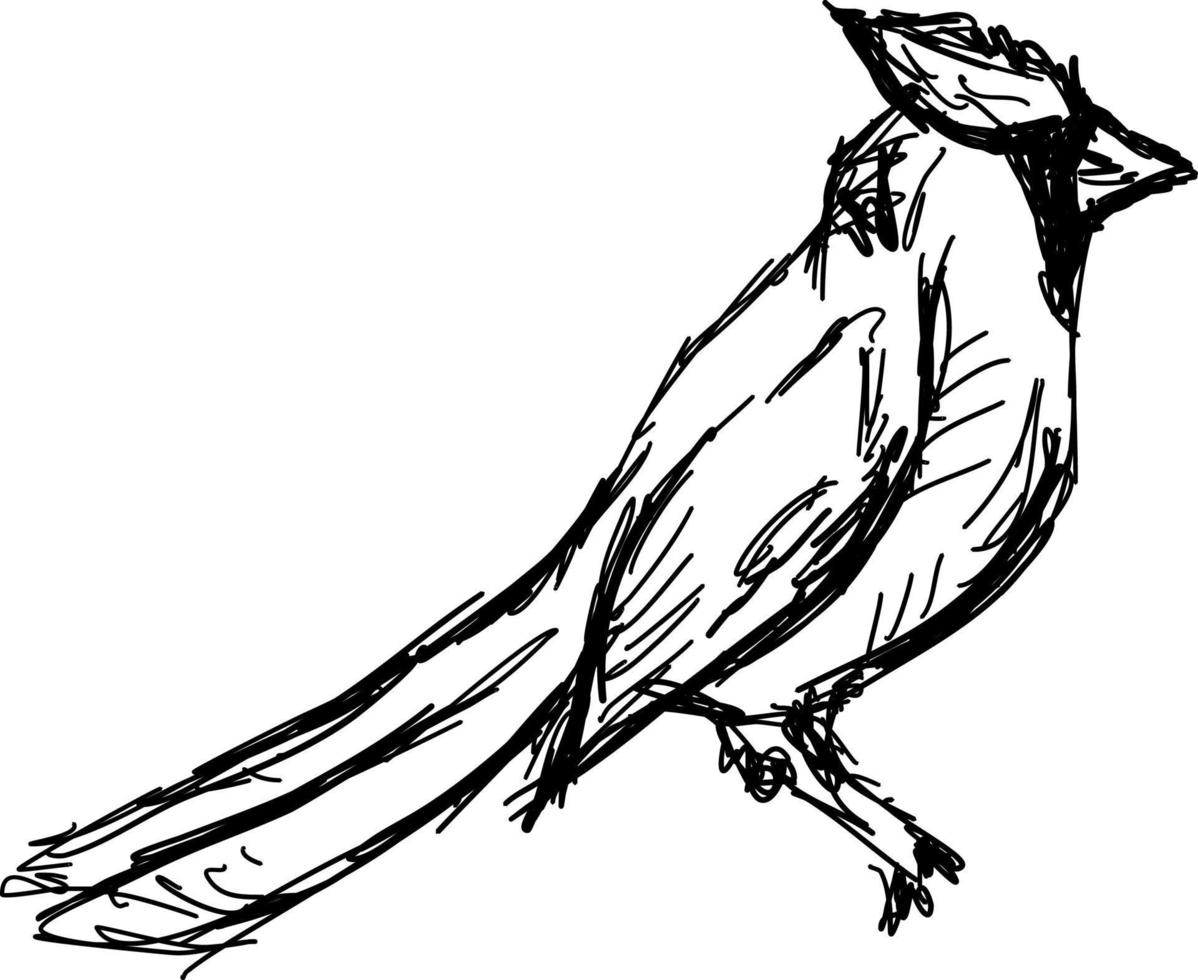 dessin d'oiseau, illustration, vecteur sur fond blanc.