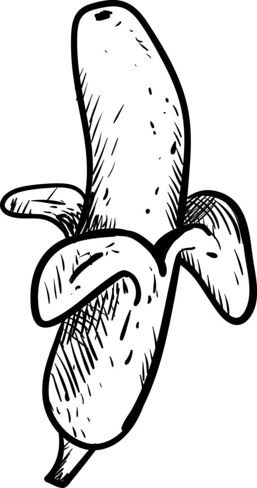 croquis de banane à moitié pelée, illustration, vecteur sur fond blanc.