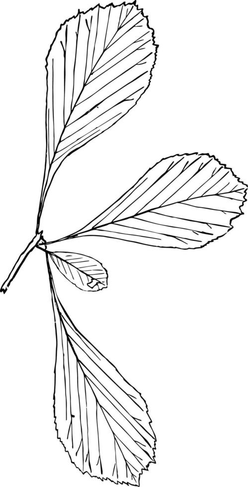 genre crataegus, l. illustration vintage d'épine. vecteur