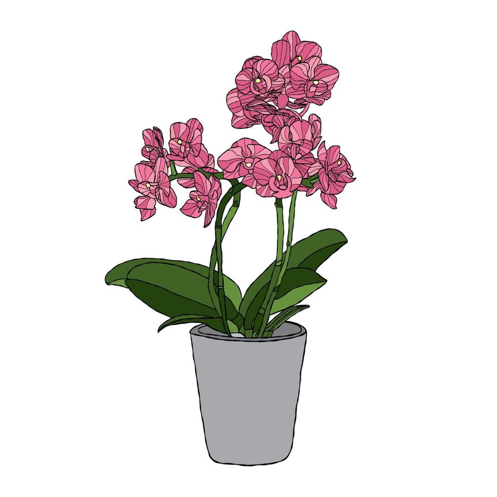 illustration vectorielle de fleur d'orchidée avec style de dessin à la main vecteur