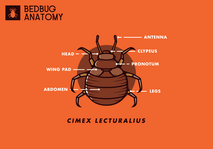 Bed Bug gratuit Vector