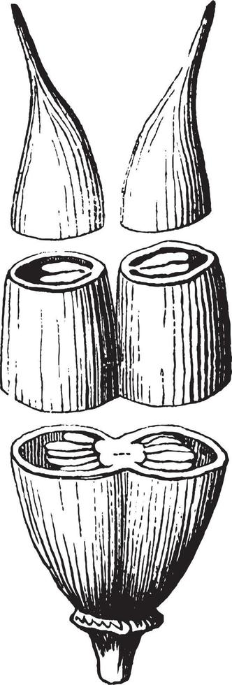 illustration vintage de pistil composé. vecteur