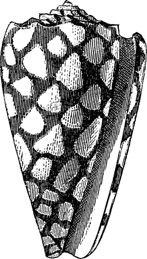coquille de cône, illustration vintage. vecteur