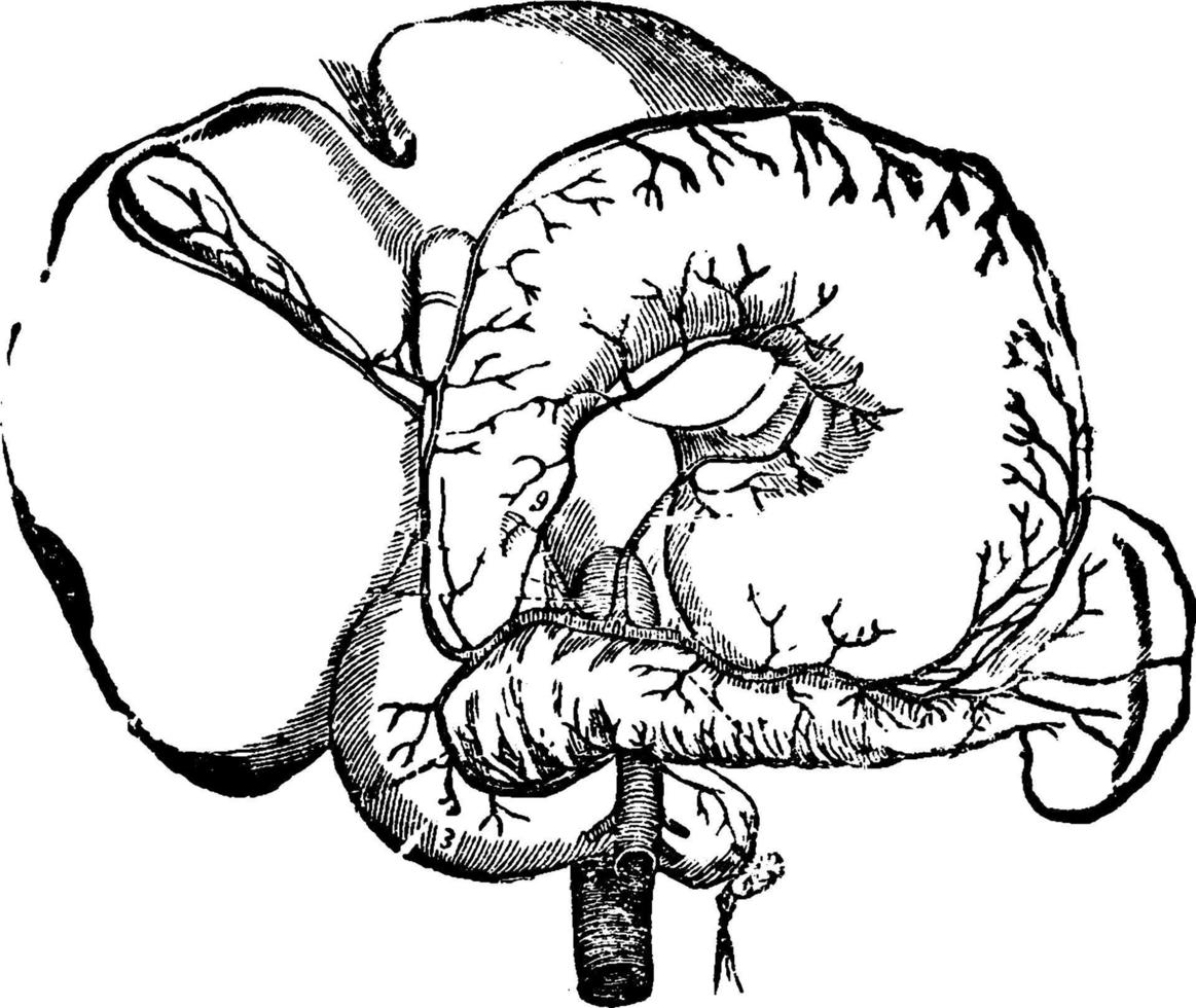 artères des organes abdominaux, illustration vintage vecteur