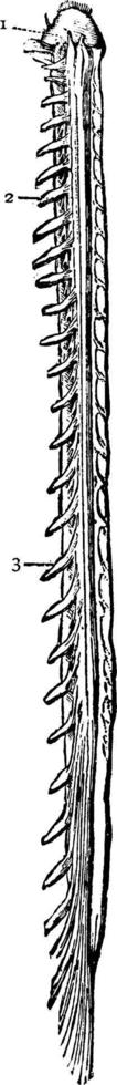 moelle épinière, illustration vintage. vecteur
