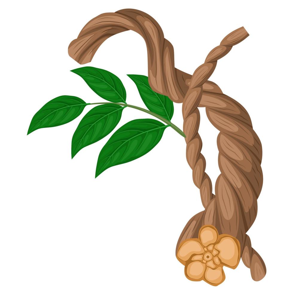 illustration vectorielle, banisteriopsis caapi, également connu sous le nom d'ayahuasca, caapi ou vigne d'âme, isolé sur fond blanc. vecteur