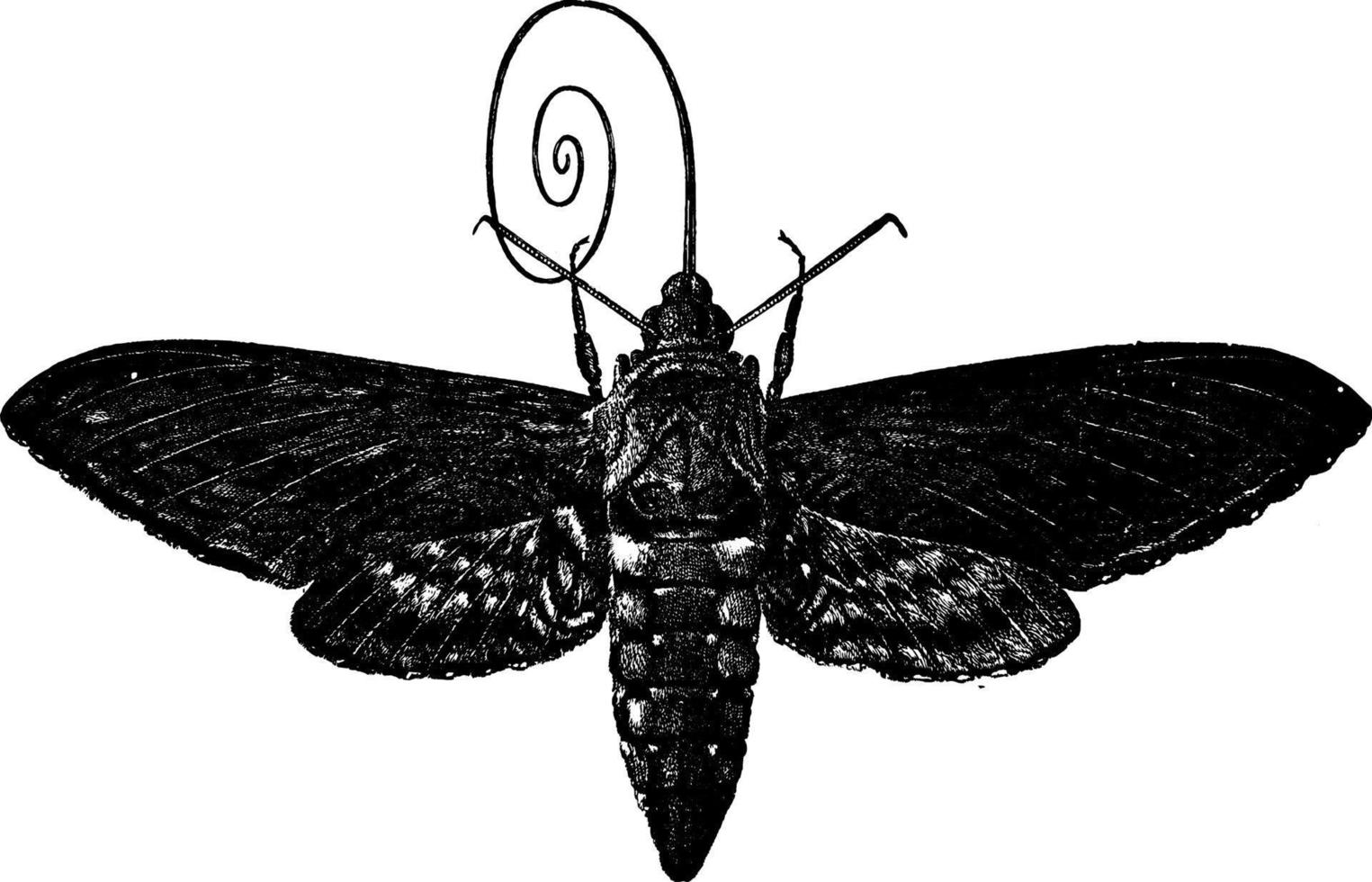 papillon ou protoparce celeus, illustration vintage. vecteur