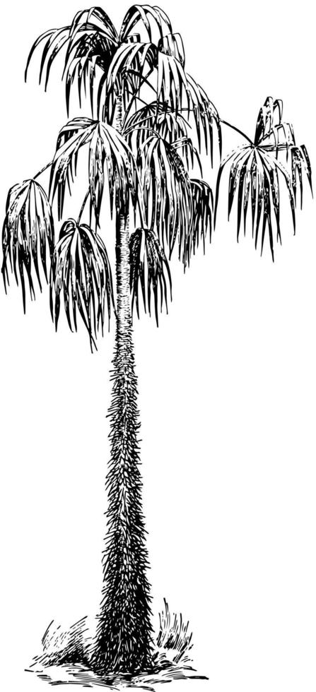 illustration vintage d'acanthorhiza aculeata. vecteur