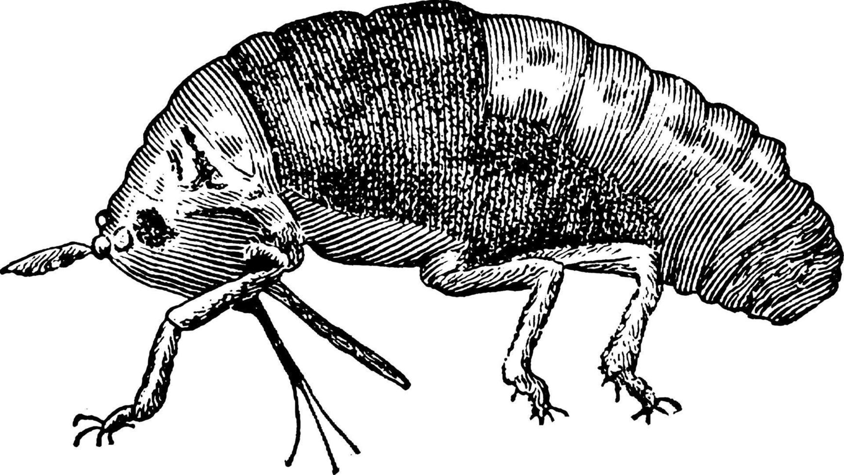 phylloxéra, illustration vintage. vecteur