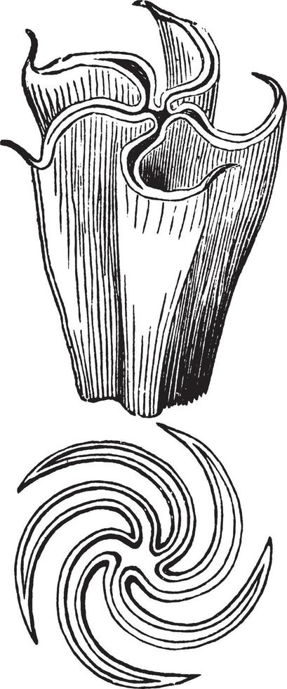 illustration vintage de datura stramonium. vecteur