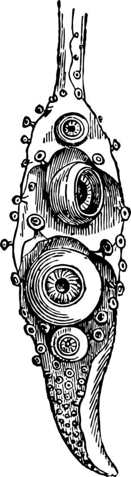 bras d'illustration vintage sepia tuberculosa. vecteur